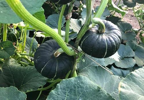 网红刘二萌吃瓜图片,趣味瞬间引网友热议  第3张